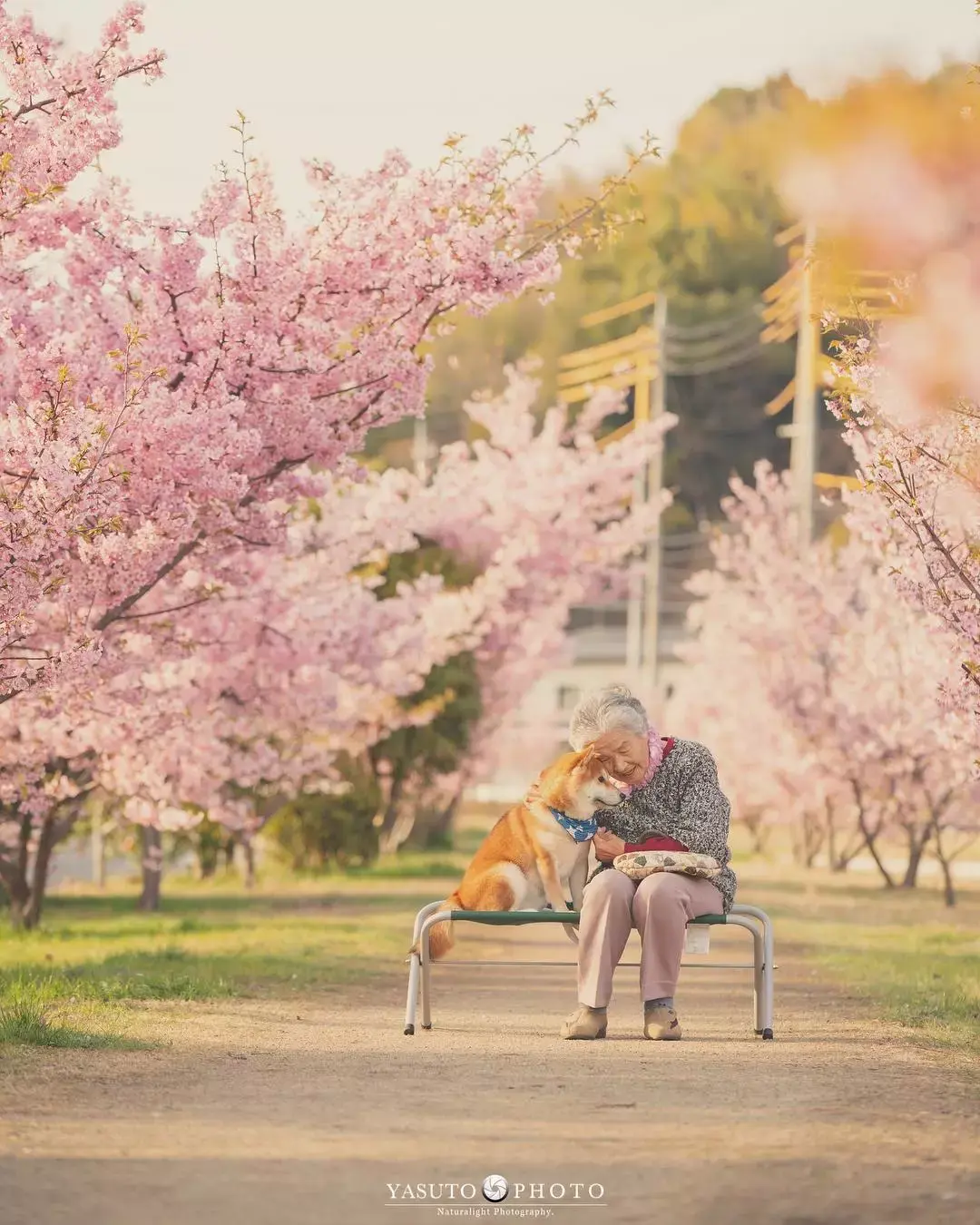 两个老人拍樱花的图片图片