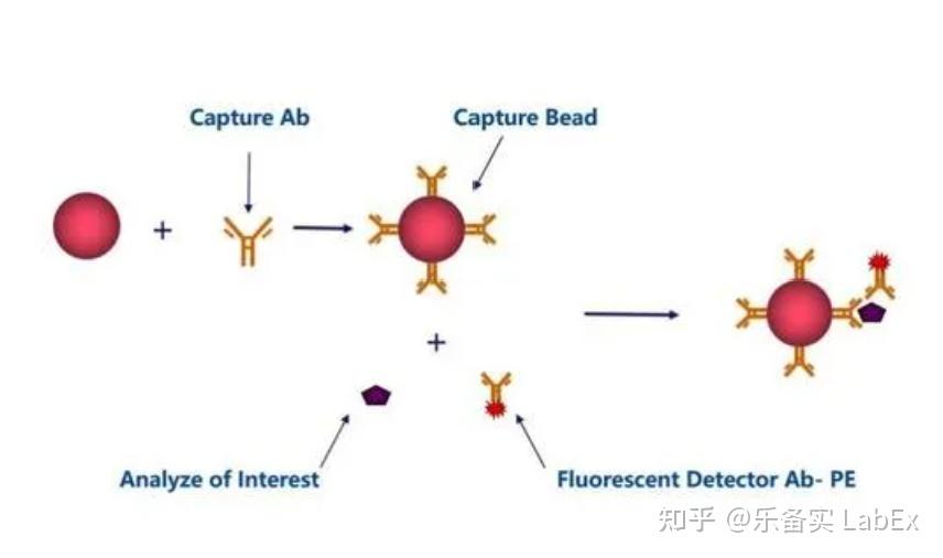 实验干货：多因子细胞因子流式检测CBA技术 - 知乎