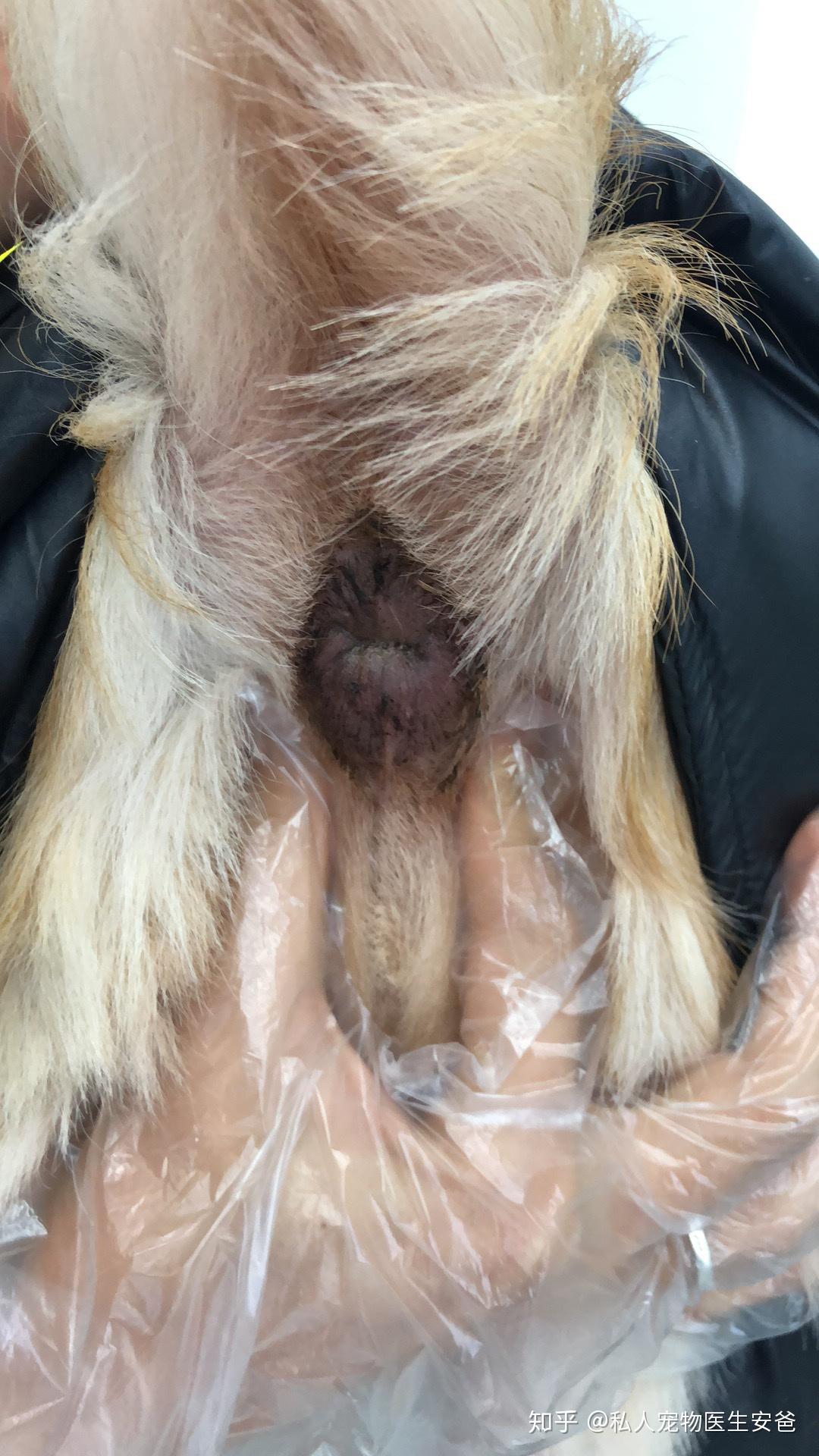 狗狗肛门腺的治疗和预防