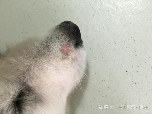 狗藓表现 狗狗长藓的表现 知乎