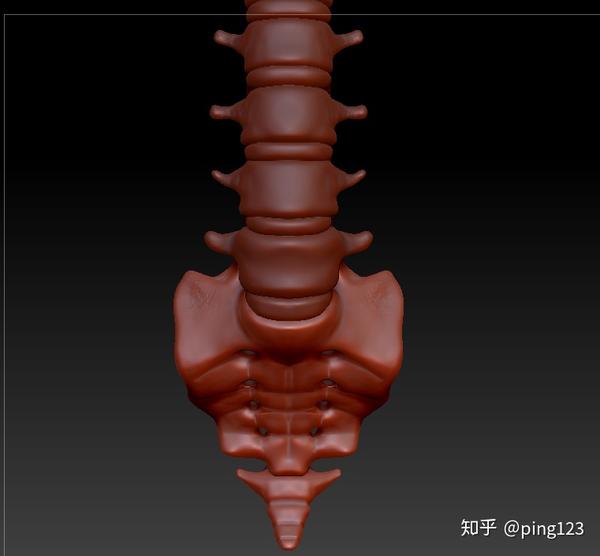 人腰锥骨3D模型图下载，人体脊椎骨骼3DMAX模型设计图片元素材下载- 知乎