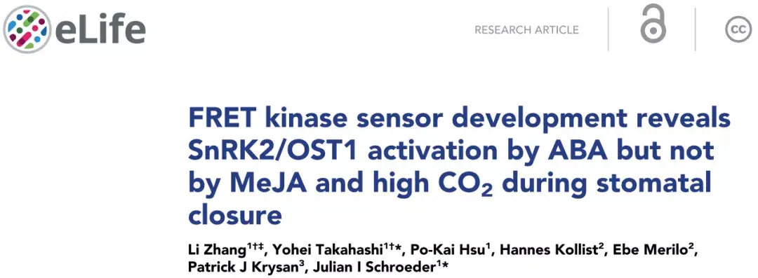 elife一種實時檢測snrk2蛋白激酶活性的方法揭示氣孔關閉調控新機制