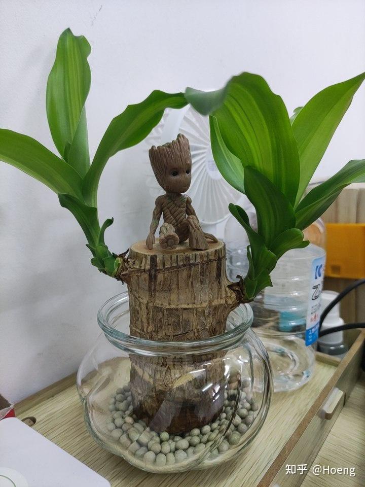 巴西木成长记录