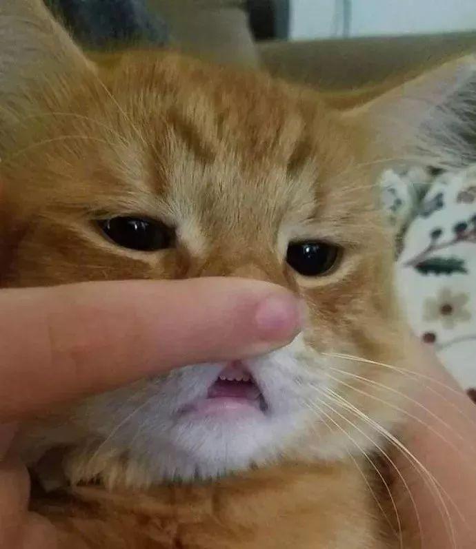 牙齿猫表情包图片