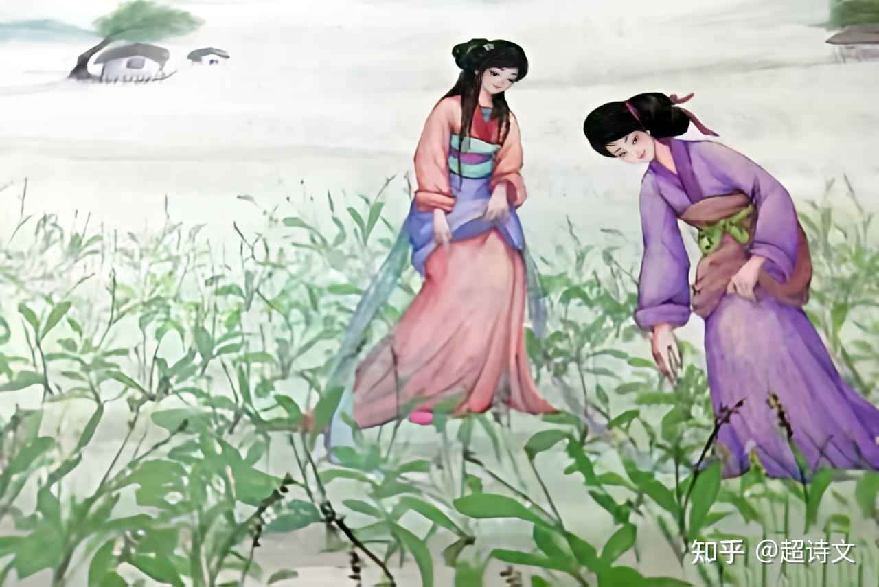 《芣苢》:劳动的欢歌,《诗经》中人们采摘车前子时所唱的歌谣! - 知乎