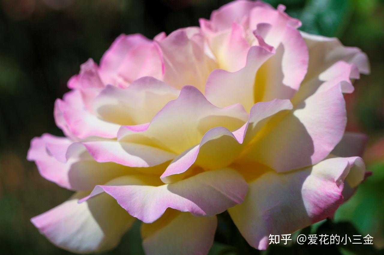 【沈阳市】市花:玫瑰花的浪漫与泼辣 - 知乎