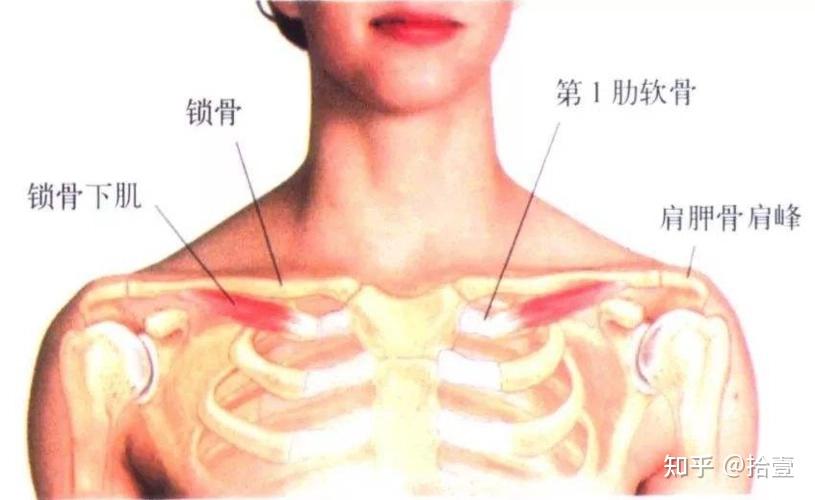 胸锁关节炎位置图片图片