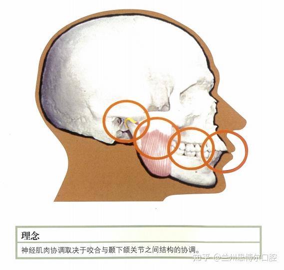 通俗點說顳下頜關節不是最穩定的位置,那麼下頜骨就不是最穩定的位置