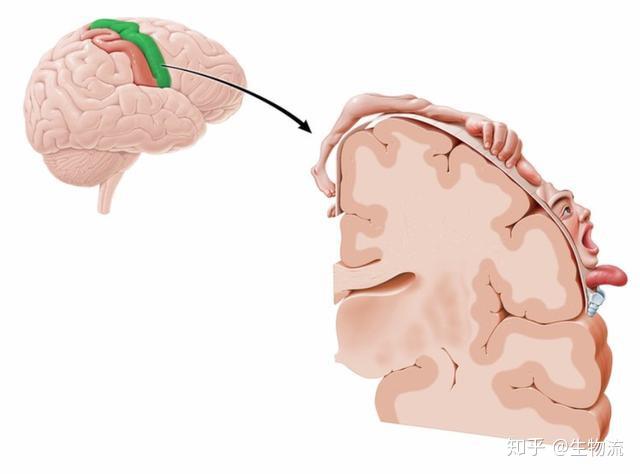 brodmann大脑分区和尼式染色
