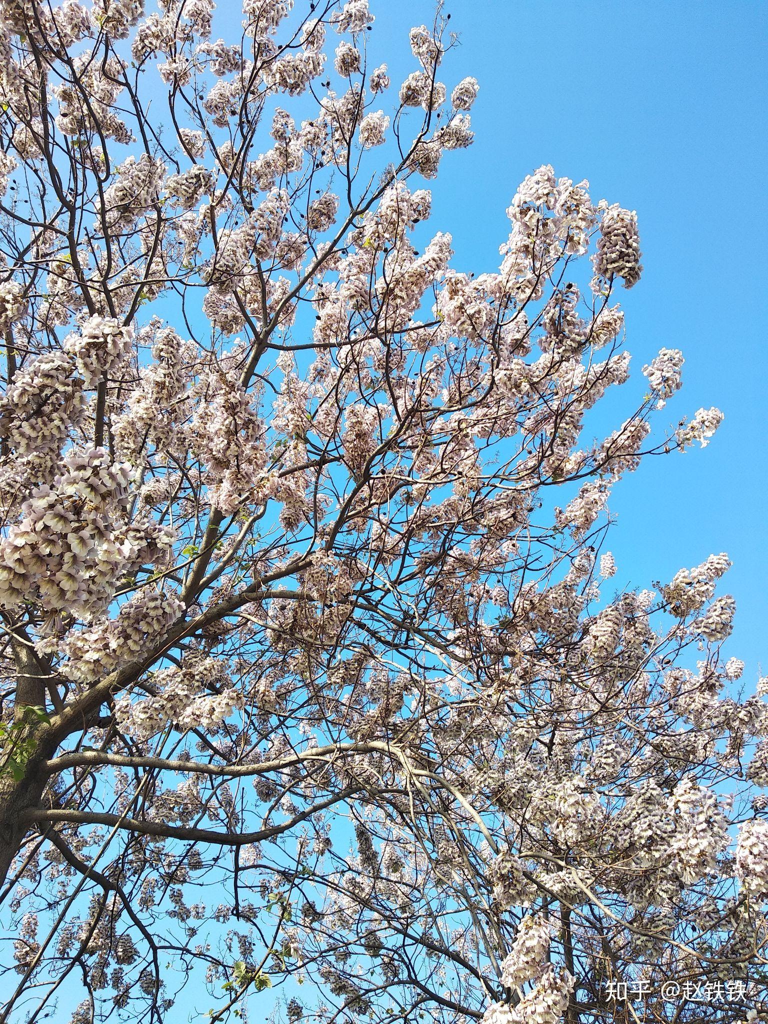 梧桐花开,凤凰自来