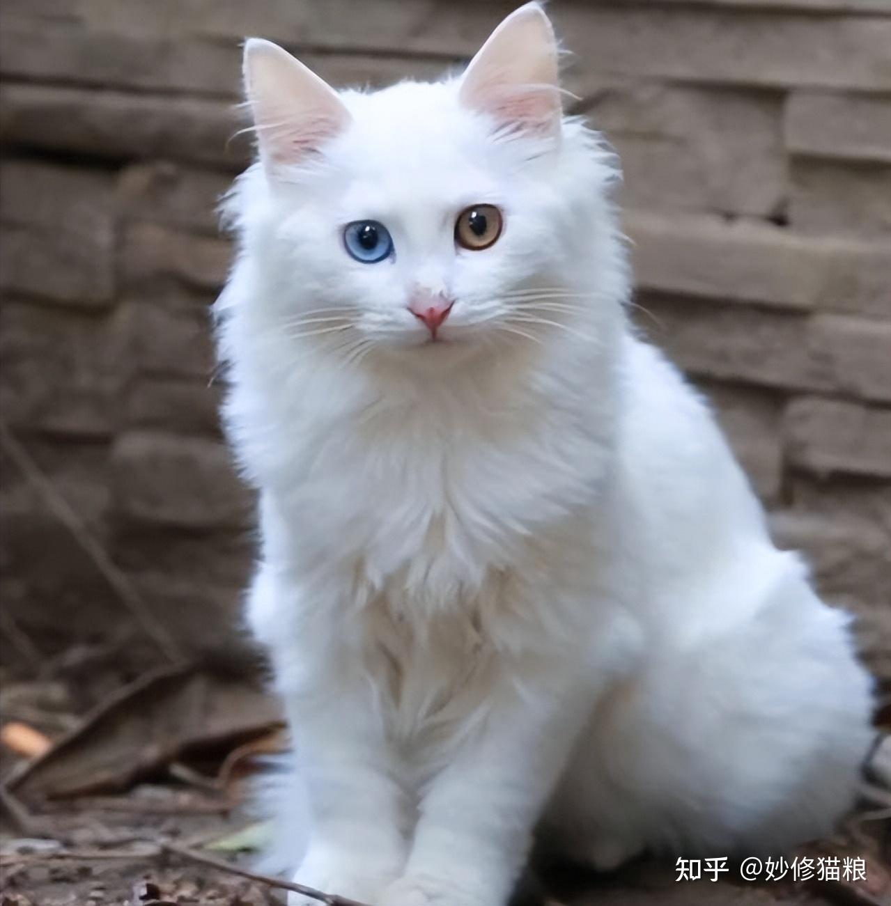 外号:"狮猫"临清狮子猫是由波斯猫和鲁西狸猫繁殖出来的后代,外形非常