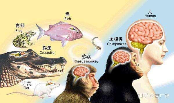 鱼类傻不傻 为什么做鱼的时候 它们不喊疼 知乎