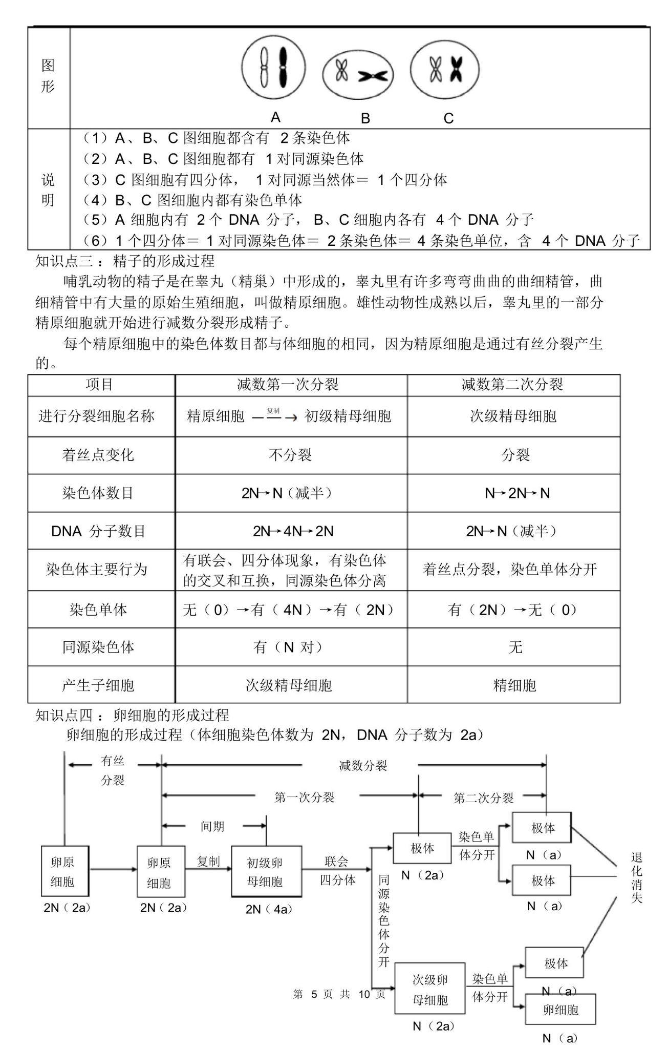 高考生物高一下册生物必修二第二章知识点总结