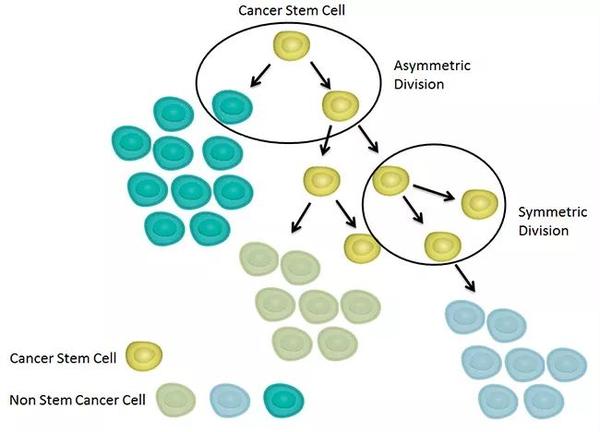 时隔13年 国际顶级医学期刊nejm再次发布癌症干细胞综述