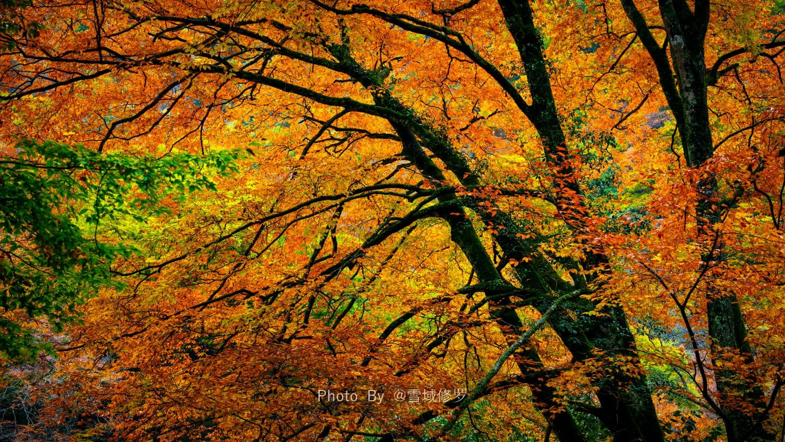 光雾山赏秋最全指南!带你领略“中国红叶第一山”的红叶盛宴