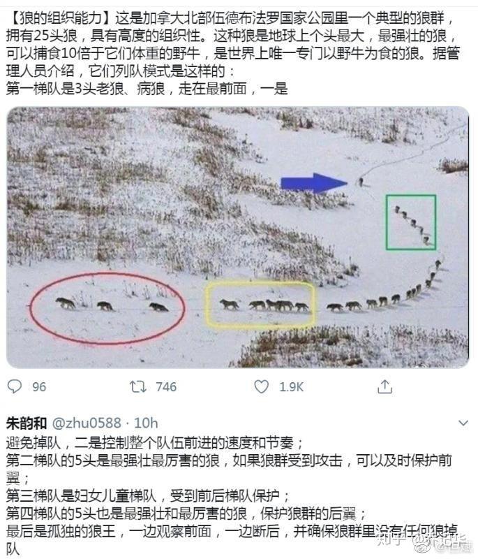 狼图腾 - 知乎