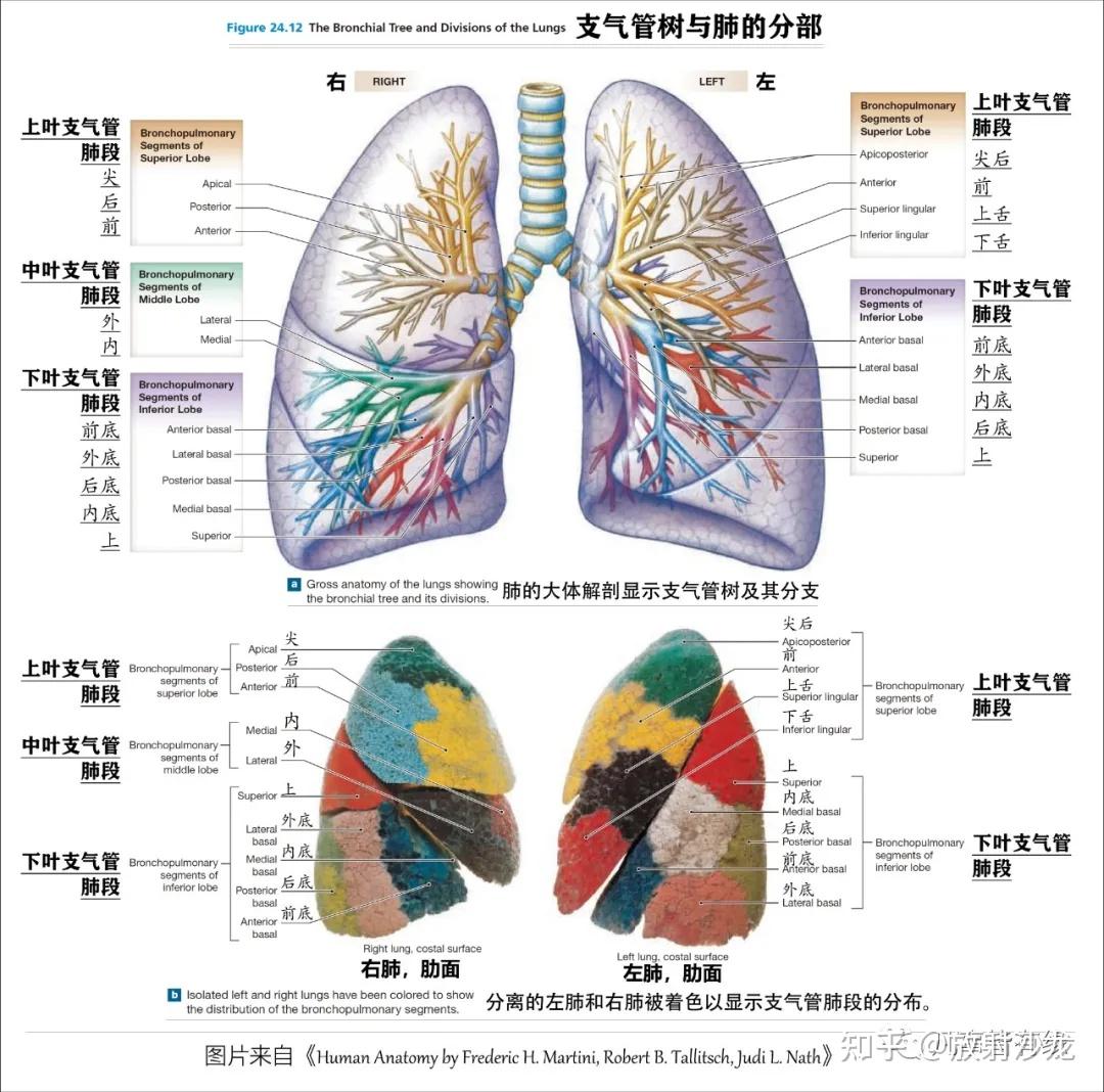 肺部解剖结构图高清图片