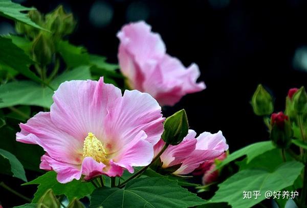 15种适合庭院秋天种植的花卉 知乎