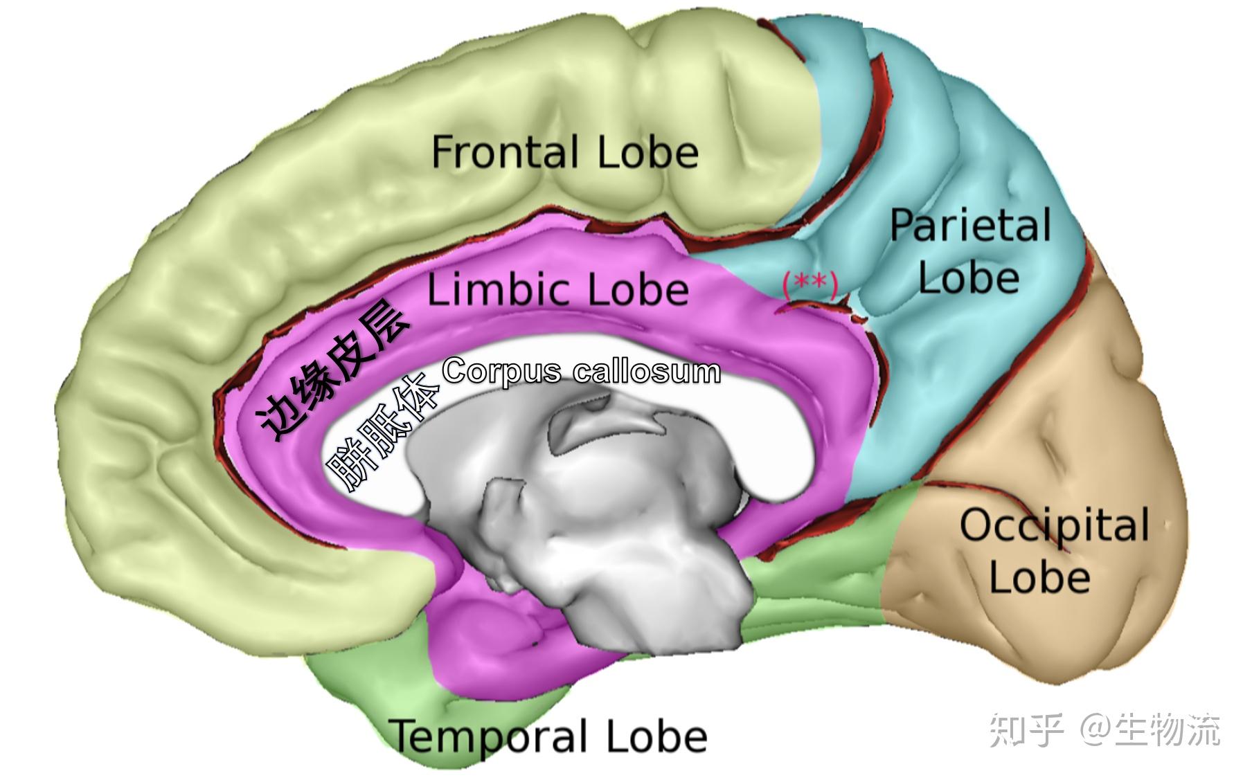 大脑情绪控制系统边缘系统