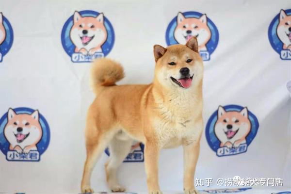 柴犬价格参差不齐 是什么影响了柴犬价格 知乎