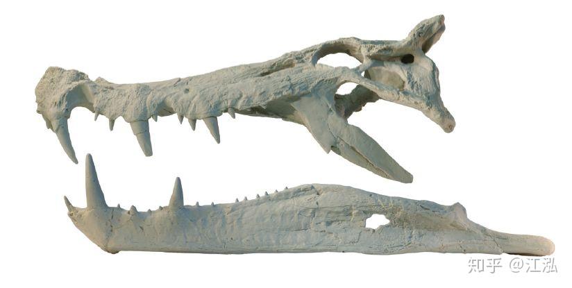 由于仅仅发现了野猪鳄的头骨,因此关于其体长和身体形态都是推测的.