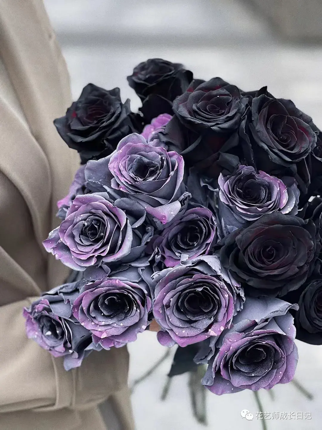 100朵玫瑰vol54厄瓜多尔明月玫瑰快要溢出屏幕的高级感