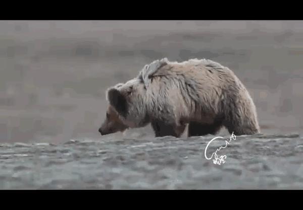 棕熊的觅食区棕熊觉得自己的领地被人冒犯竟然向顾莹扑过来顾莹这时才