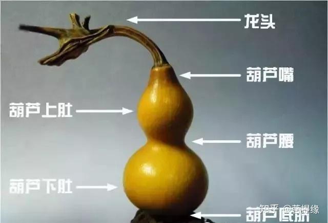 了解下文玩手捻葫芦的结构术语 - 知乎
