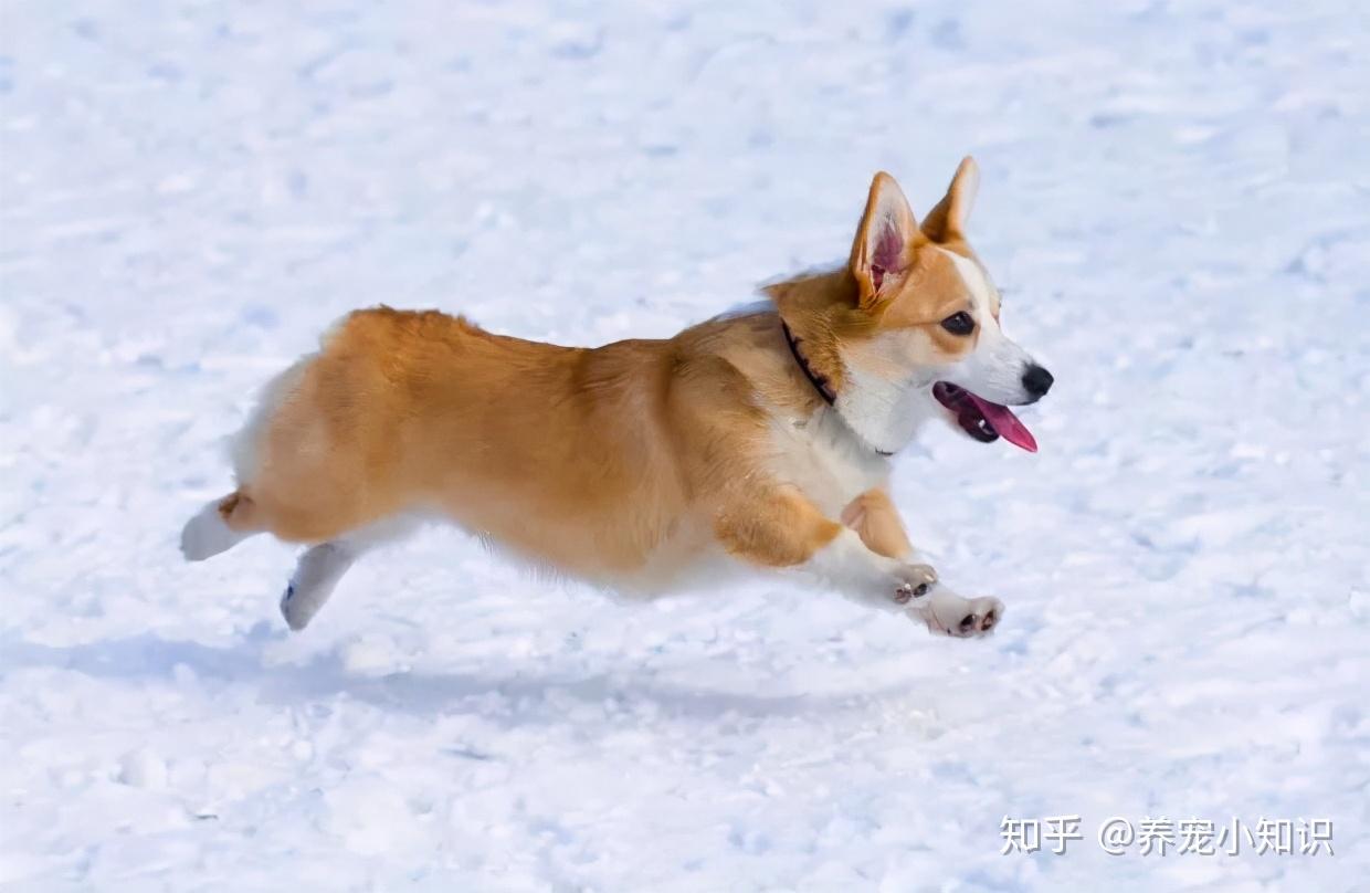 零下二十度的海拉尔雪地里的狗子们|摄影|动物|珀珀宠影 - 原创作品 - 站酷 (ZCOOL)