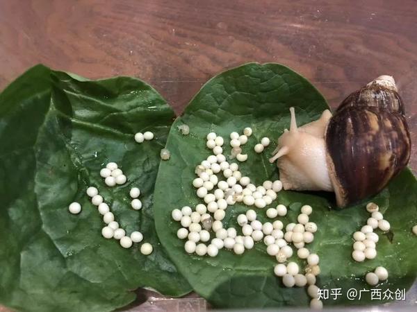 广西众创农业白玉蜗牛的市场分析