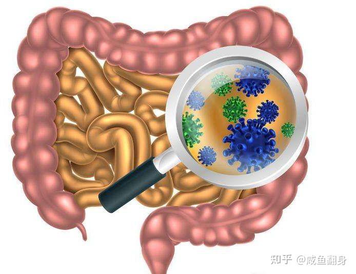 如何拯救腸道菌群失調