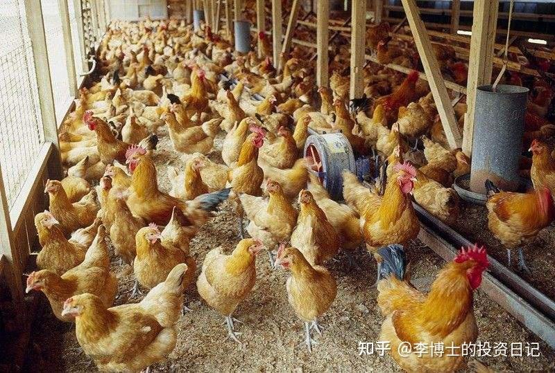 养殖企业减产势在必行!静待鸡周期反转 - 知乎
