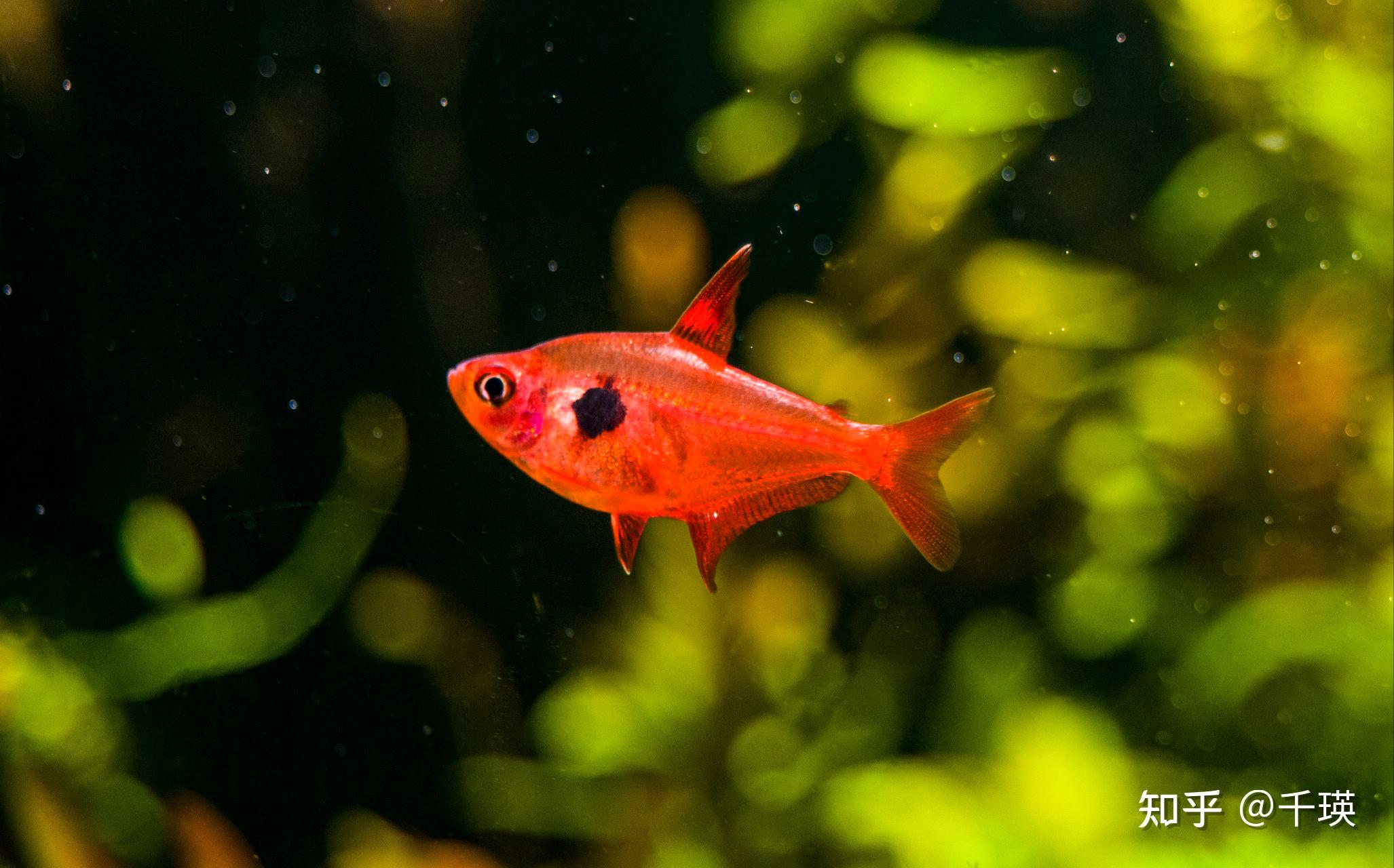 灯鱼鉴赏推荐,好看的南美小型鱼 - 知乎