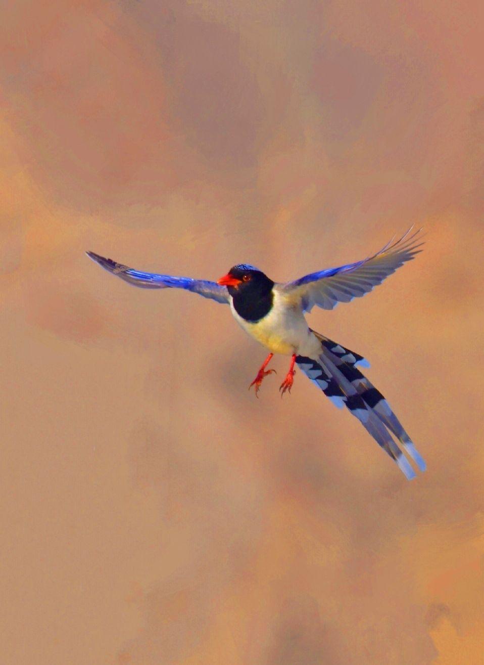 漂亮的飞舞 - 知乎