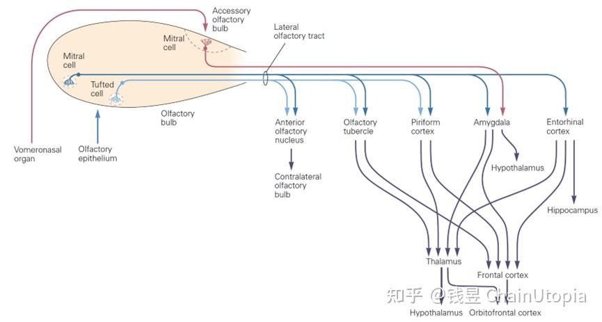 嗅觉系统浅谈 - 知乎