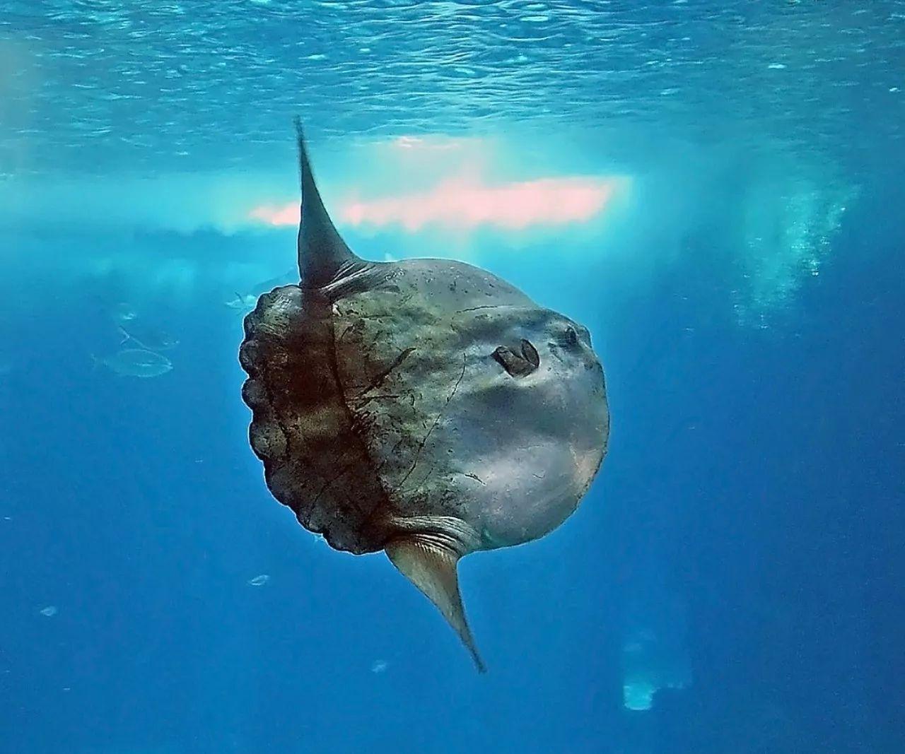 翻车鱼molamola我会继续蠢萌的活下去