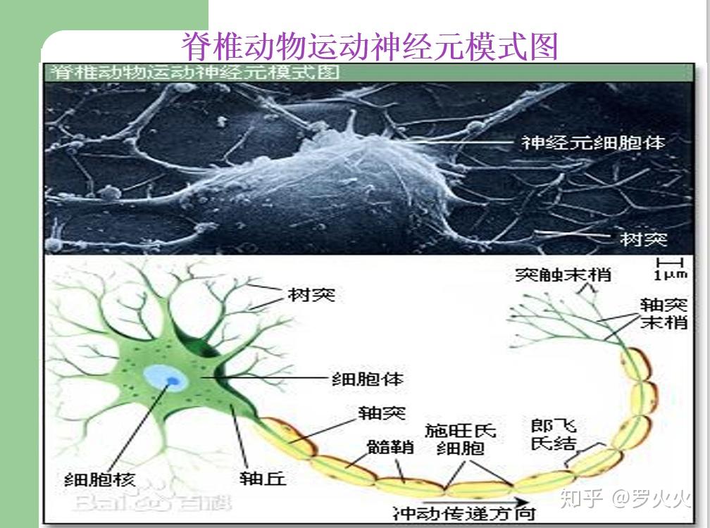 m—p模型 - 知乎