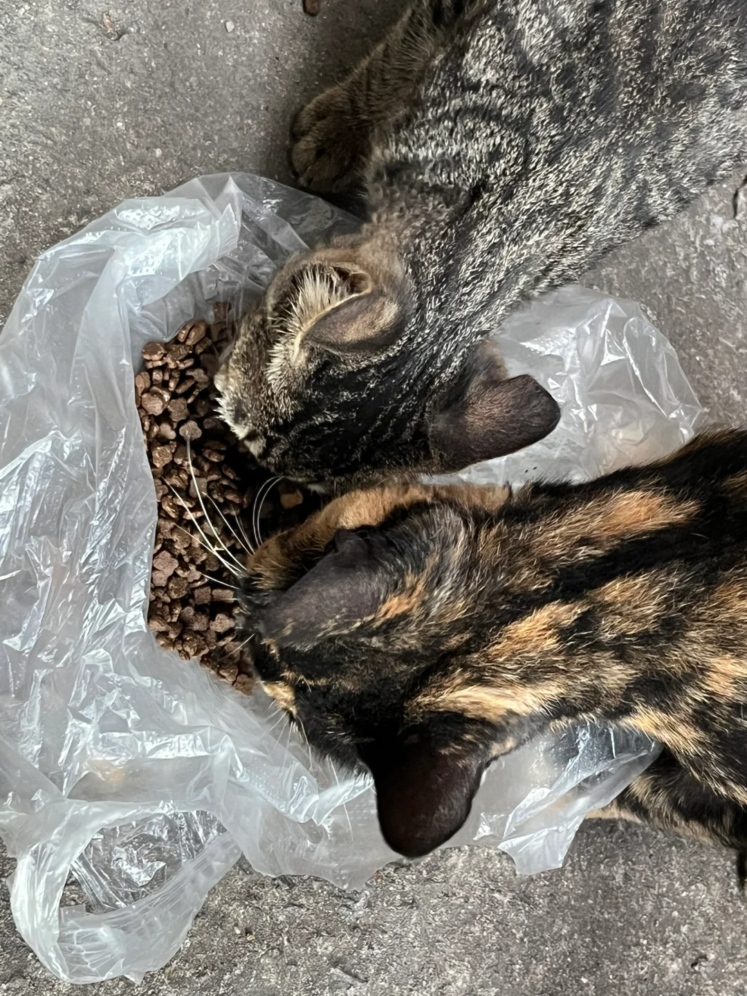 喂养流浪猫是帮它还是害了它?是一种伪善行为吗? - 知乎