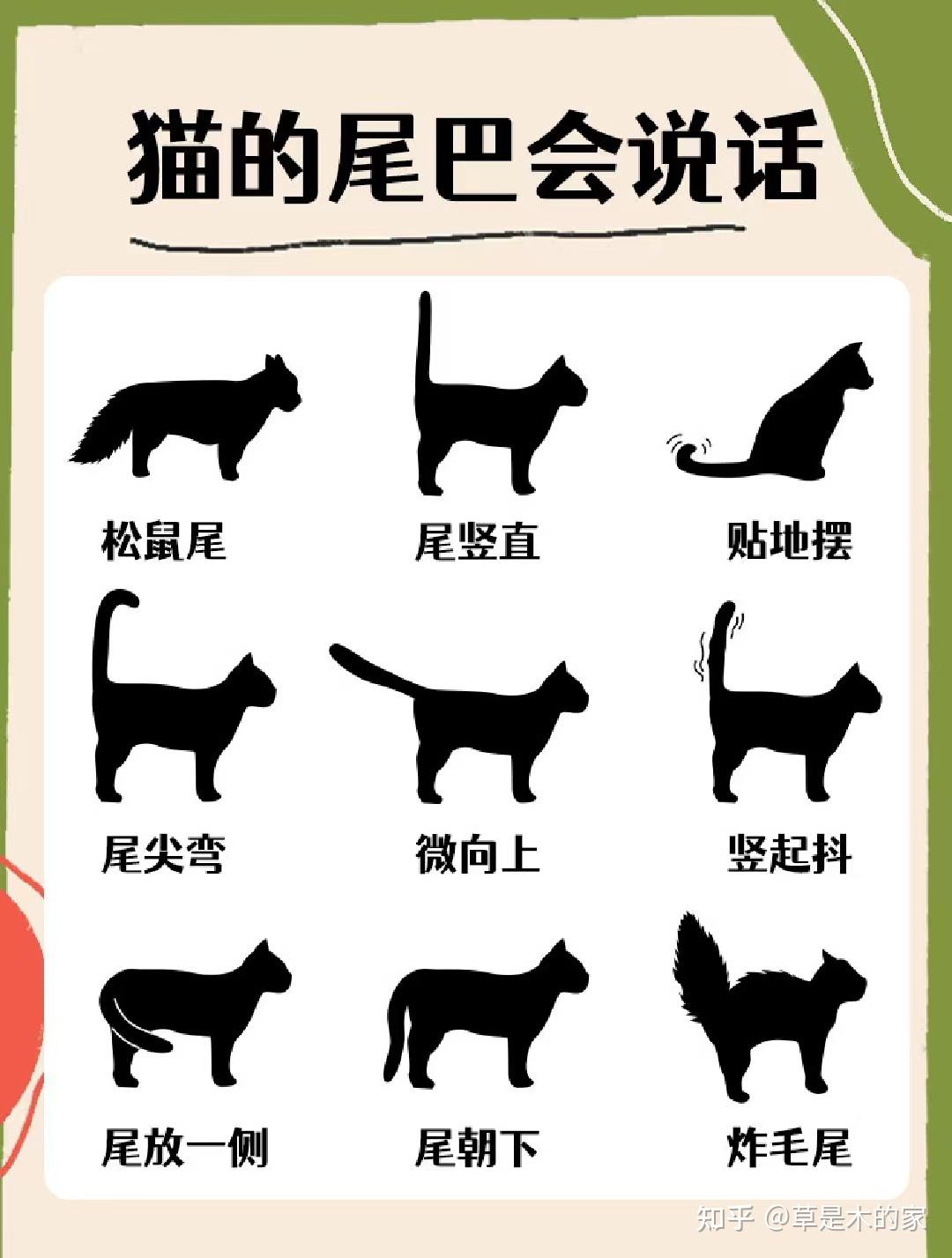 猫咪尾巴的肢体语言你看懂了吗？ - 知乎