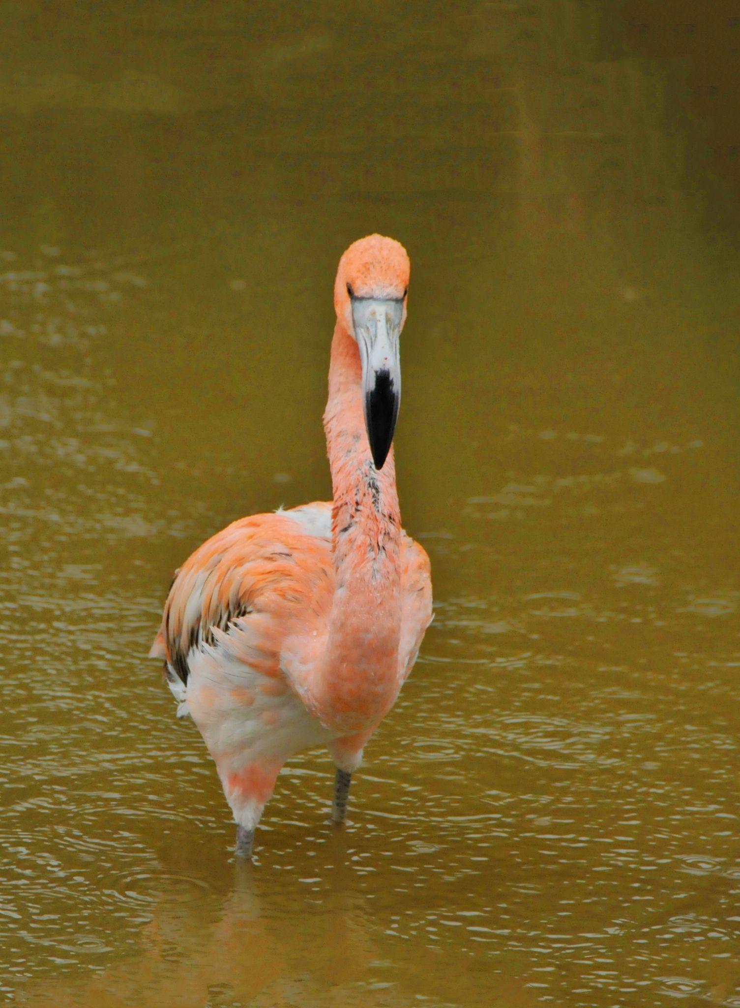 漂亮的美洲红鹳