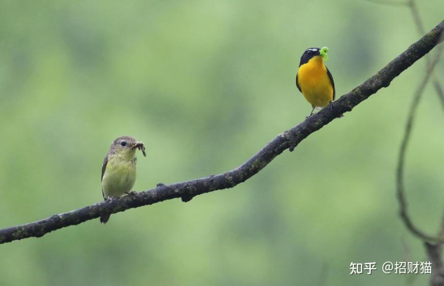 有这样一幅画,画中的猫把蛇尾当成鼠尾毫不畏惧地用爪子抓着蛇的尾巴