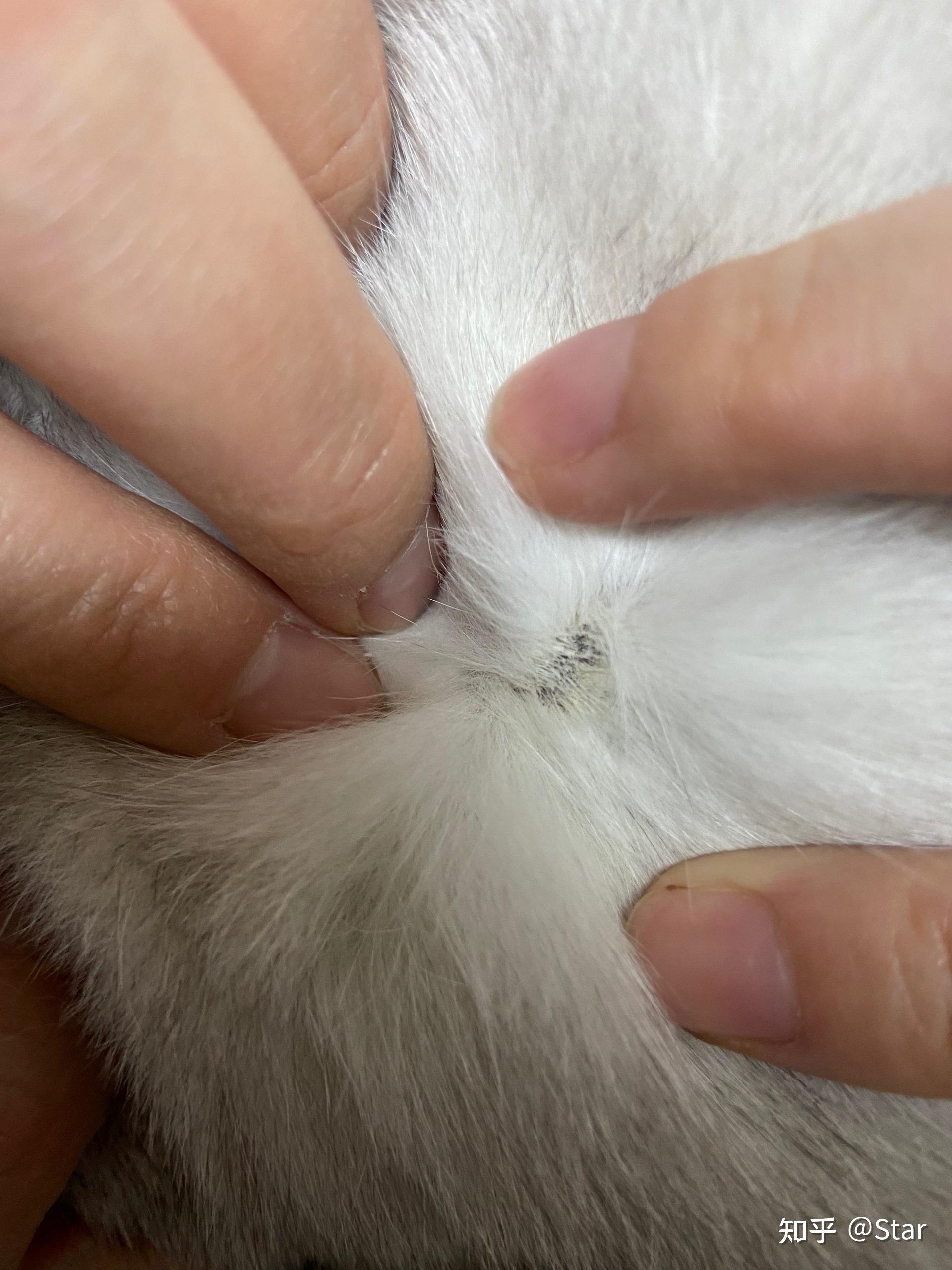 斯芬克斯猫真菌感染图片