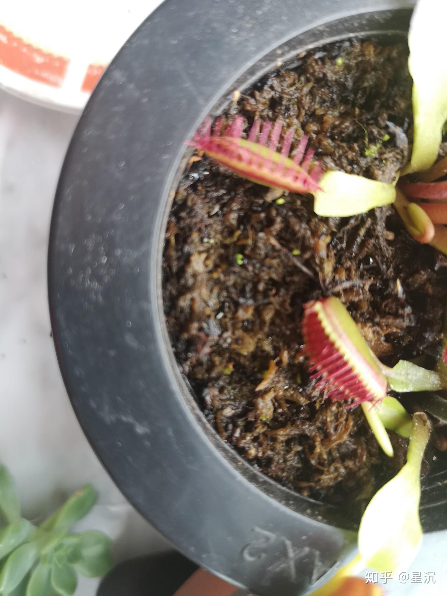 我的捕蝇草种植记录