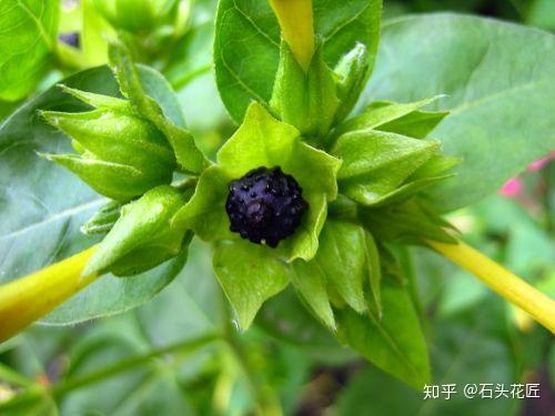 养5种花 真省事 栽种一次能活年 自生不灭 还开花 知乎 养5种花 真省事 栽种一次能活年 自生不灭 还开花 知乎