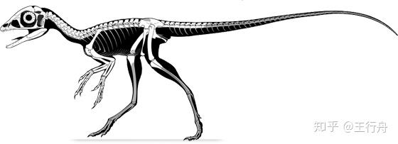 棒爪龙意大利的国宝级恐龙