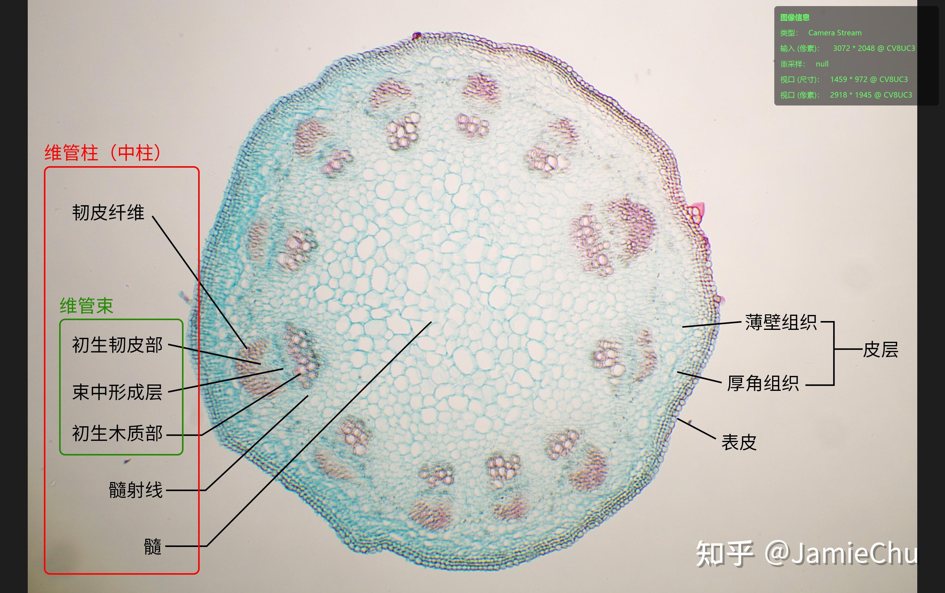 显微观察-双子叶植物茎横切（重制） - 知乎