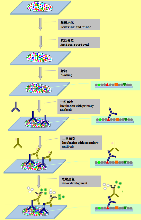 免疫组织化学原理图 知乎