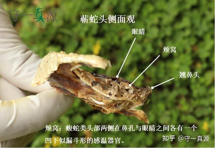 蕲蛇从方胜纹到麦穗纹的鉴别发展