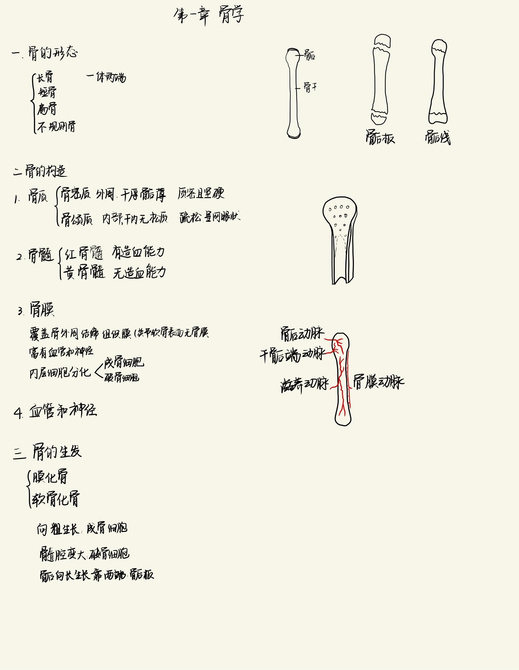 系统解剖学笔记图片