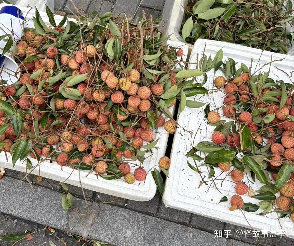 长安的荔枝:大唐的物流是怎样跨越千山万水把新鲜荔枝送到贵妃手里的 - 知乎
